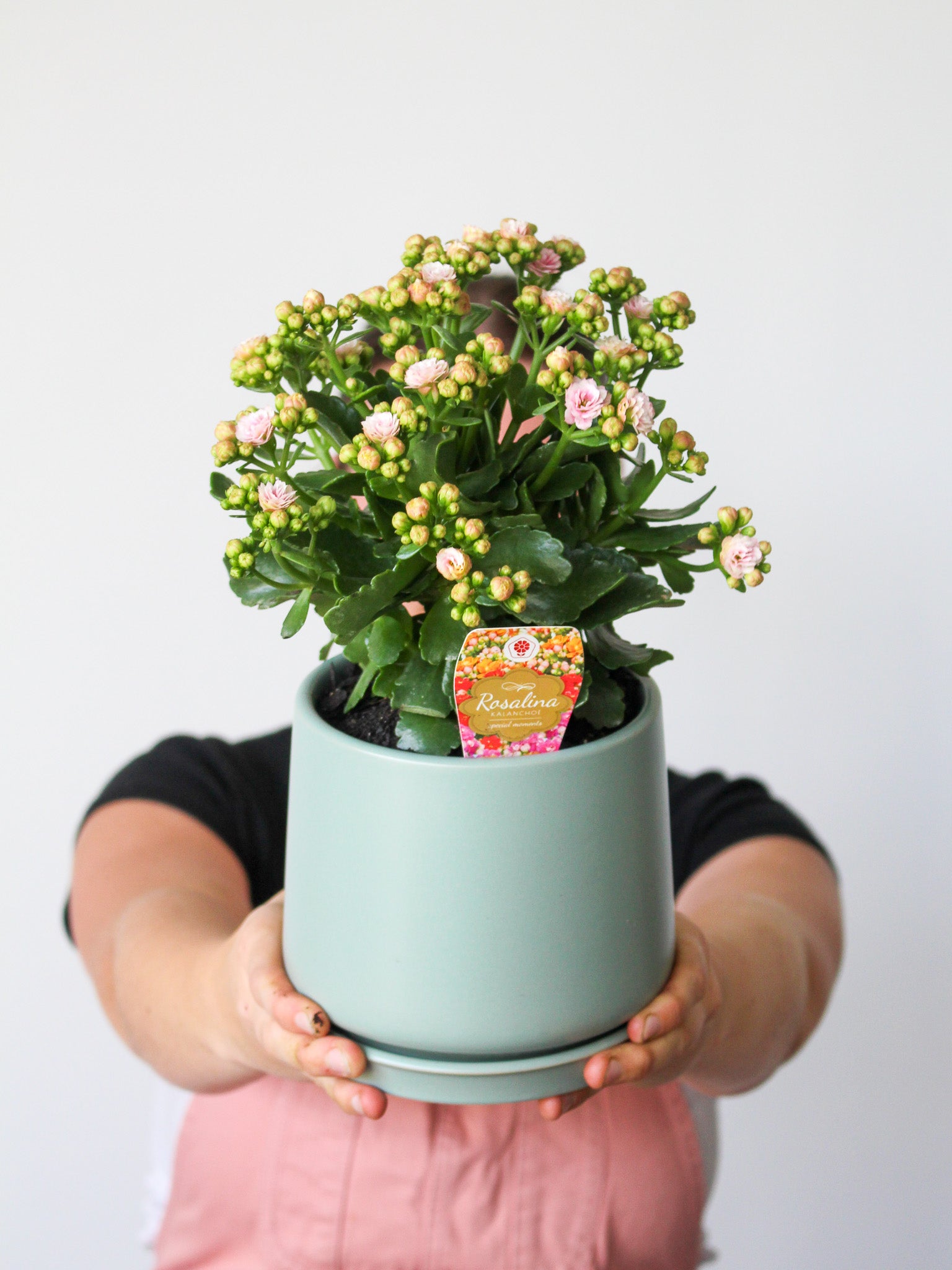 Indoor Plant + Trend Ceramic Pot