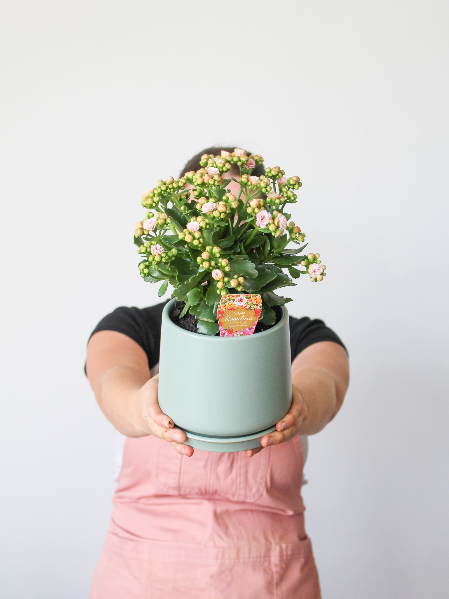 Indoor Plant + Trend Ceramic Pot